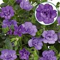 Afbeelding van Calibrachoa double P12 Light bleu